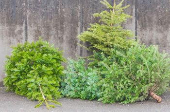 Sapins de Noël sur la rue pour être recyclés